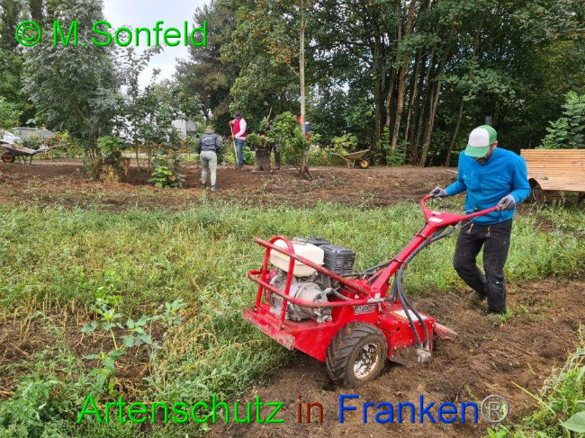 © Artenschutz in Franken® / Sonfeld Bild zum Eintrag (1032503-160)