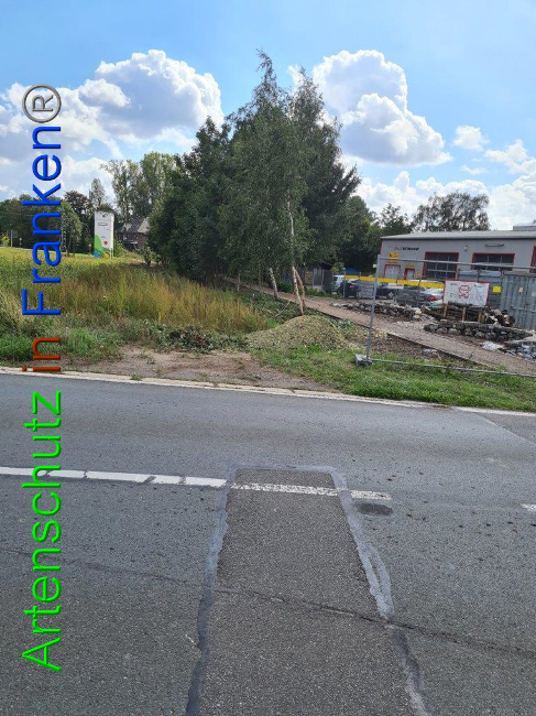 © Artenschutz in Franken® / Sonnfeld Bild zum Eintrag (1032535-160)