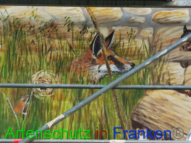 © Artenschutz in Franken® / Vennemann Bild zum Eintrag (1032599-160)