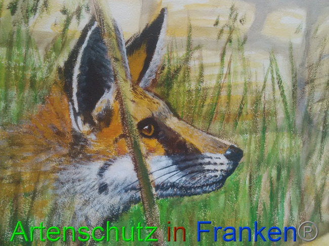© Artenschutz in Franken® / Vennemann Bild zum Eintrag (1032600-160)