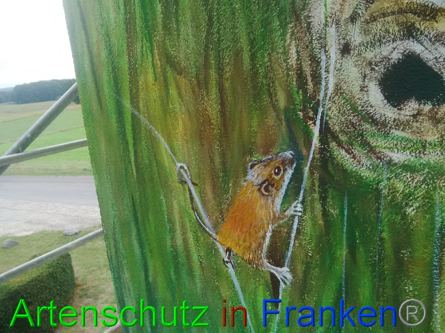 © Artenschutz in Franken® / Vennemann Bild zum Eintrag (1032601-160)