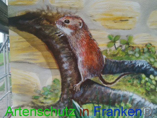 © Artenschutz in Franken® / Vennemann Bild zum Eintrag (1032603-160)