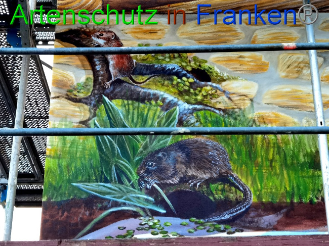 © Artenschutz in Franken® / Vennemann Bild zum Eintrag (1032604-160)