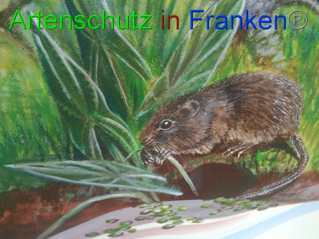 © Artenschutz in Franken® / Vennemann Bild zum Eintrag (1032605-160)
