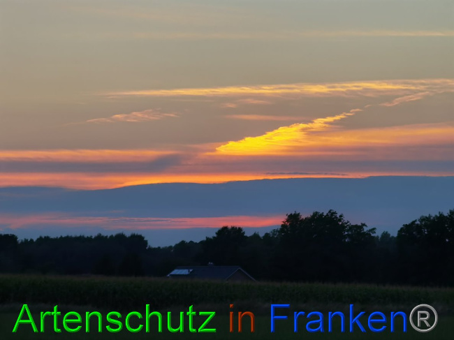 © Artenschutz in Franken® / Vennemann Bild zum Eintrag (1032607-160)