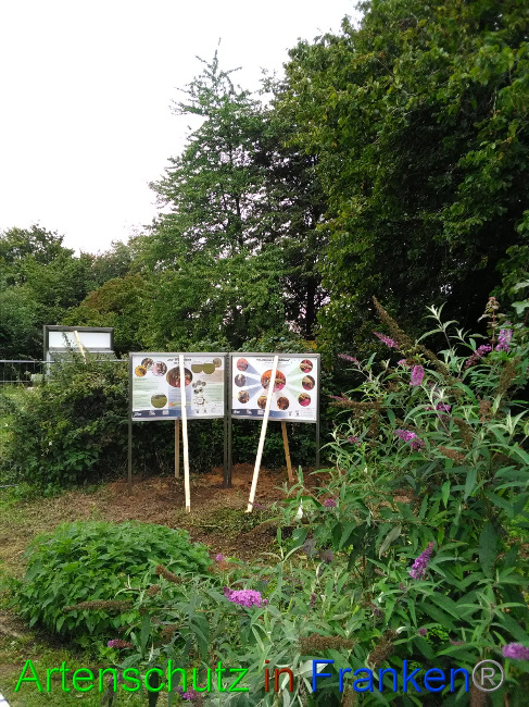 © Artenschutz in Franken® Bild zum Eintrag (1032710-160)