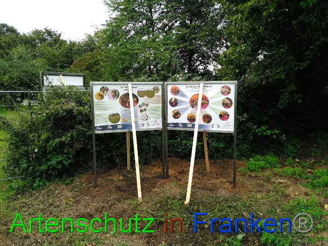 © Artenschutz in Franken® Bild zum Eintrag (1032714-160)