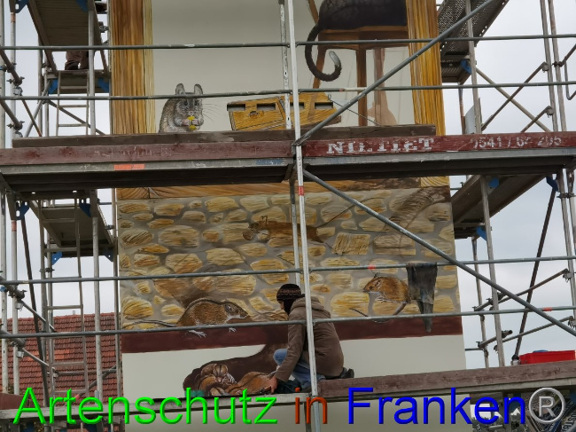 © Artenschutz in Franken® / Vennemann Bild zum Eintrag (1032819-160)