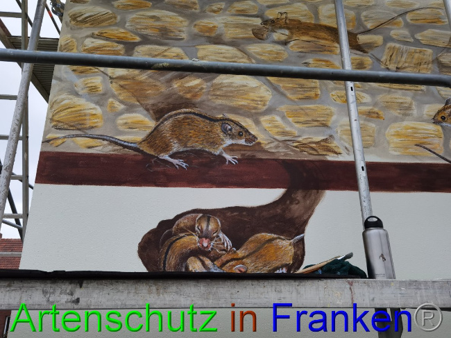© Artenschutz in Franken® / Vennemann Bild zum Eintrag (1032820-160)