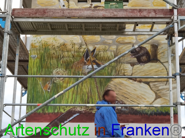 © Artenschutz in Franken® / Vennemann Bild zum Eintrag (1032822-160)