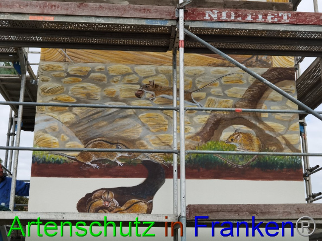 © Artenschutz in Franken® / Vennemann Bild zum Eintrag (1032823-160)