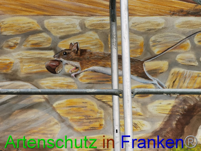 © Artenschutz in Franken® / Vennemann Bild zum Eintrag (1032824-160)