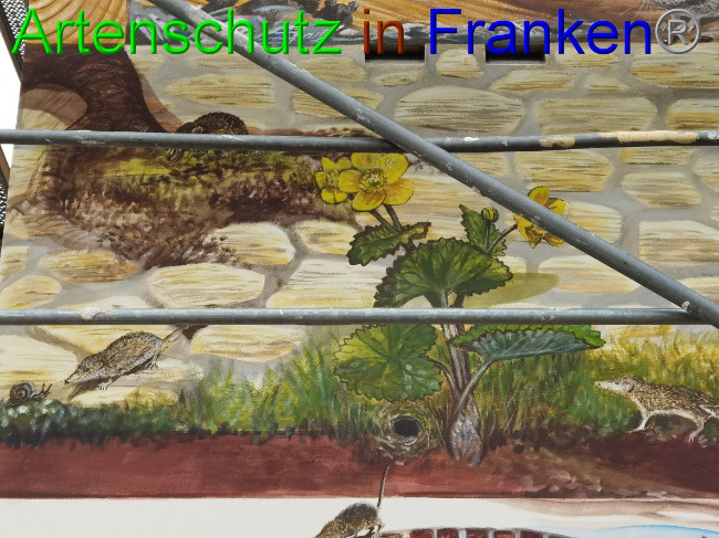 © Artenschutz in Franken® / Vennemann Bild zum Eintrag (1032825-160)