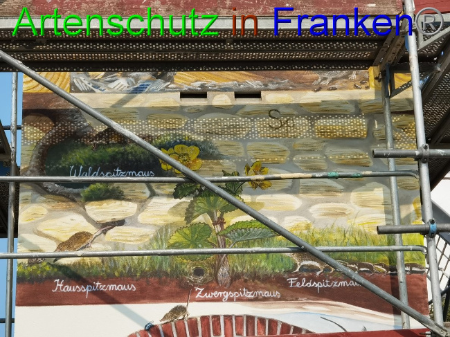 © Artenschutz in Franken® / Vennemann Bild zum Eintrag (1032832-160)