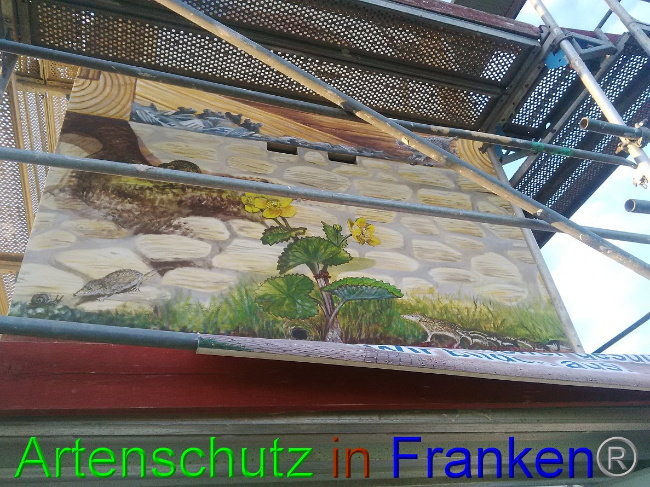 © Artenschutz in Franken® / Horn Bild zum Eintrag (1032835-160)