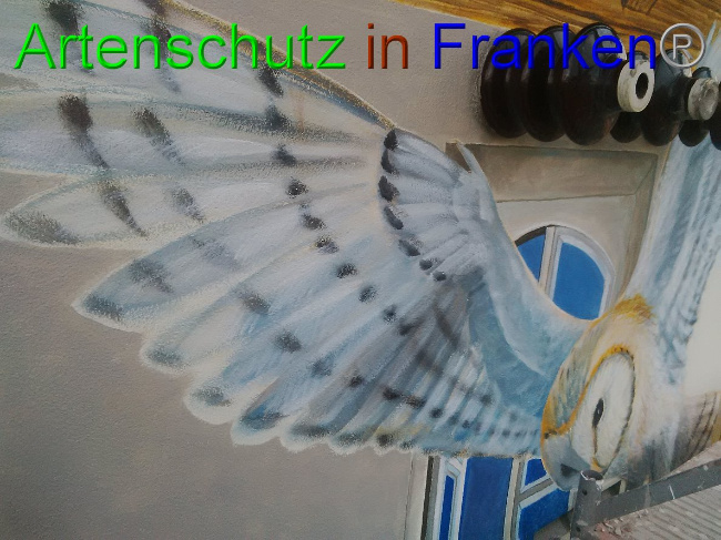 © Artenschutz in Franken® / Horn Bild zum Eintrag (1032836-160)