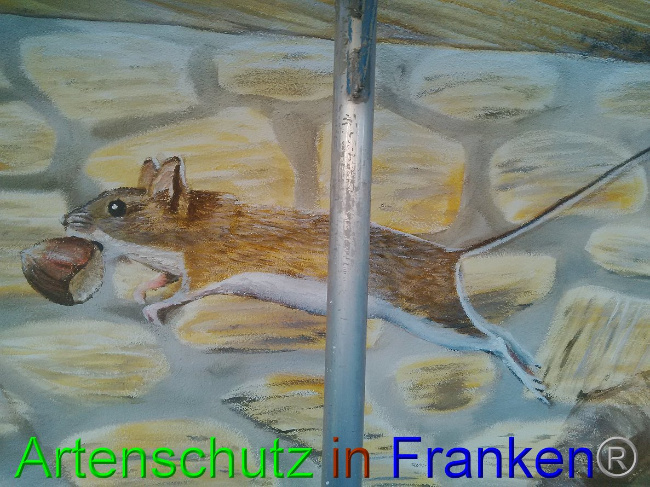 © Artenschutz in Franken® / Horn Bild zum Eintrag (1032838-160)