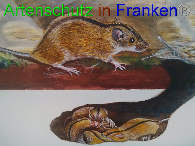© Artenschutz in Franken® / Horn Bild zum Eintrag (1032839-160)