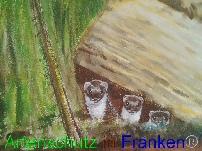 © Artenschutz in Franken® / Horn Bild zum Eintrag (1032840-160)