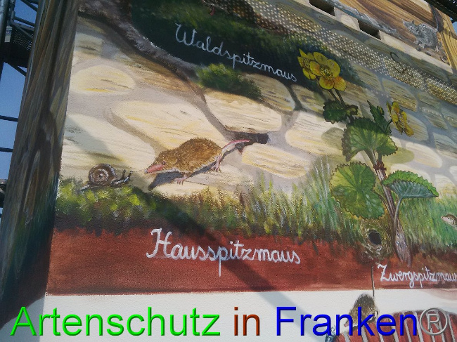 © Artenschutz in Franken® / Horn Bild zum Eintrag (1032843-160)