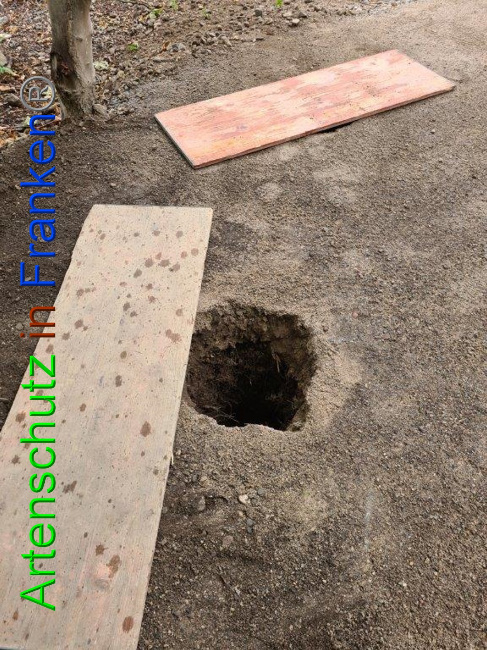 © Artenschutz in Franken® / Sonfeld Bild zum Eintrag (1032869-160)