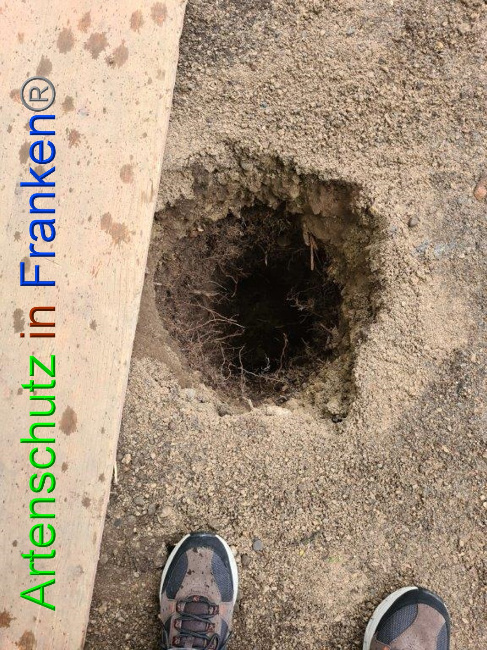 © Artenschutz in Franken® / Sonfeld Bild zum Eintrag (1032870-160)