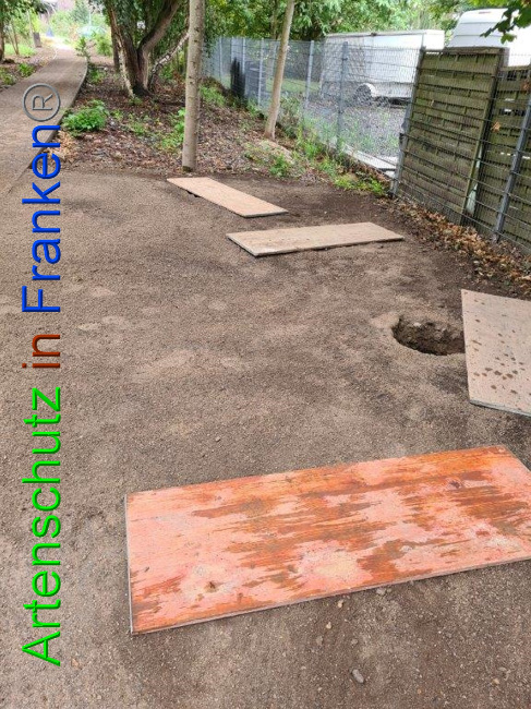 © Artenschutz in Franken® / Sonfeld Bild zum Eintrag (1032871-160)