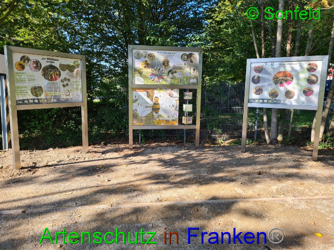 © Artenschutz in Franken® / M.Sonfeld Bild zum Eintrag (1032916-160)