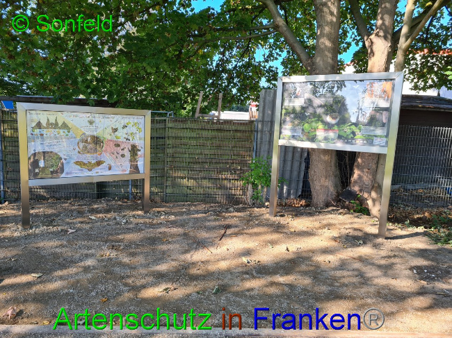 © Artenschutz in Franken® / M.Sonfeld Bild zum Eintrag (1032917-160)