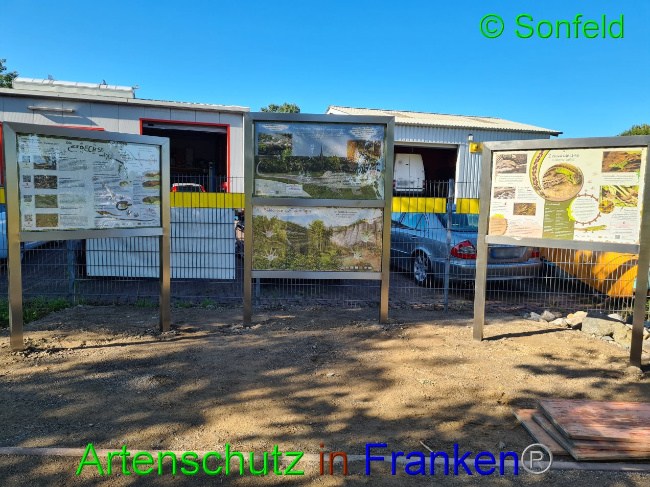 © Artenschutz in Franken® / M.Sonfeld Bild zum Eintrag (1032918-160)