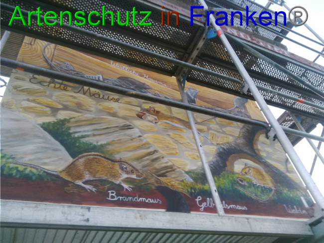 © Artenschutz in Franken® Bild zum Eintrag (1032962-160)