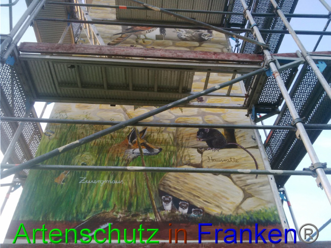© Artenschutz in Franken® Bild zum Eintrag (1032964-160)