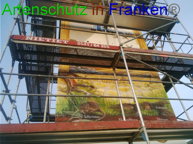 © Artenschutz in Franken® Bild zum Eintrag (1032966-160)