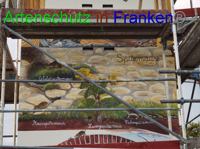 © Artenschutz in Franken® / Vennemann Bild zum Eintrag (1032979-160)