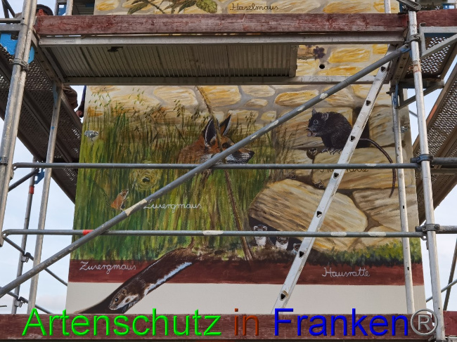 © Artenschutz in Franken® / Vennemann Bild zum Eintrag (1032980-160)