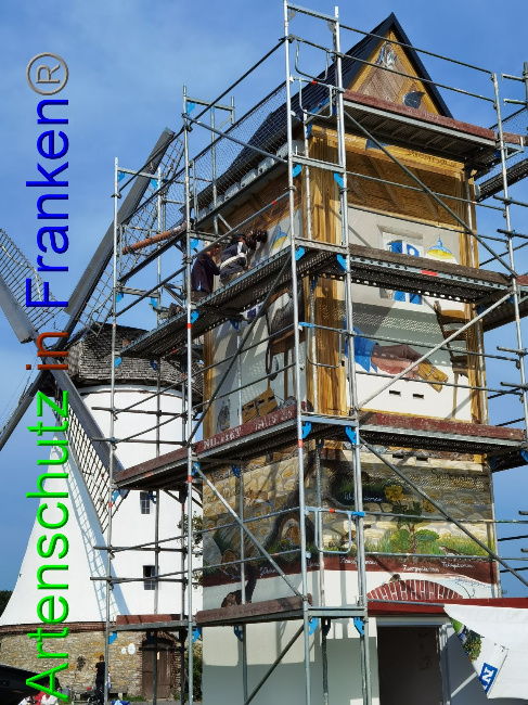 © Artenschutz in Franken® / Vennemann Bild zum Eintrag (1032999-160)