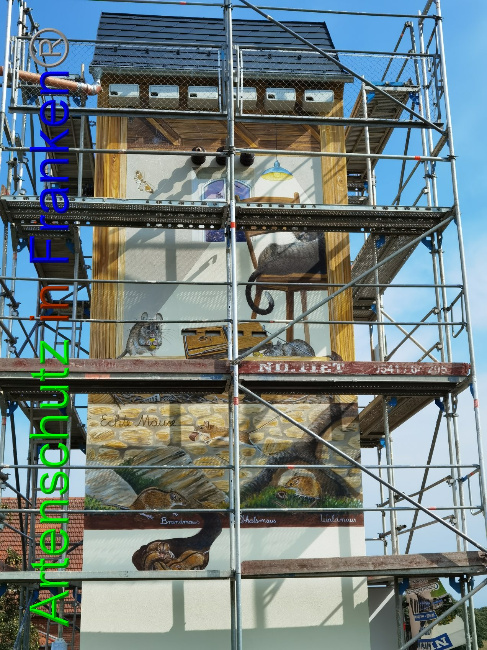 © Artenschutz in Franken® / Vennemann Bild zum Eintrag (1033000-160)
