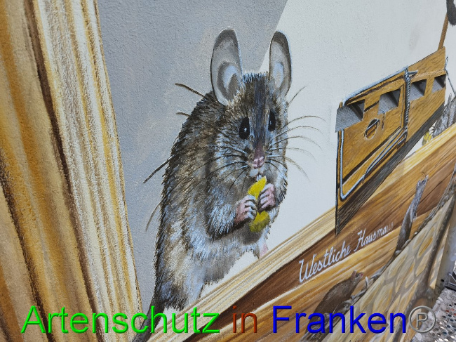 © Artenschutz in Franken® / Vennemann Bild zum Eintrag (1033004-160)