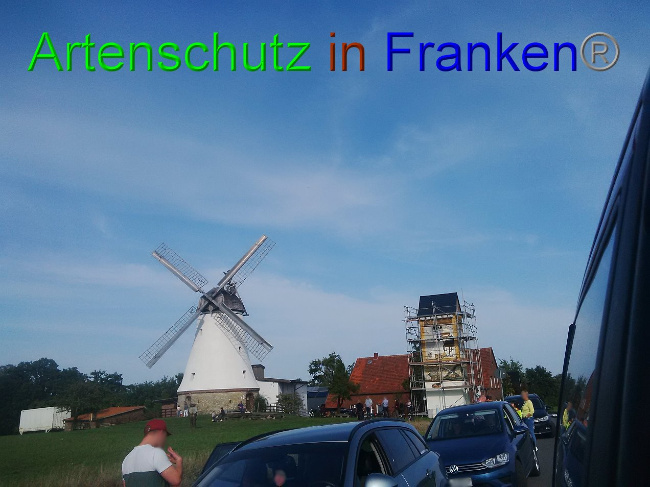 © Artenschutz in Franken® / Horn Bild zum Eintrag (1033008-160)