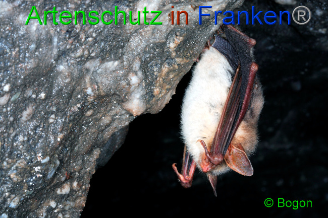 © Artenschutz in Franken® / Bogon Bild zum Eintrag (1033588-160)