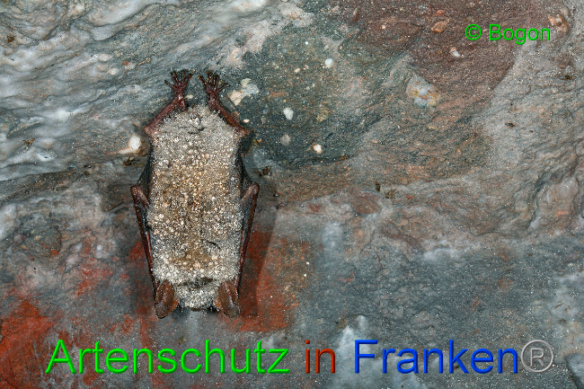 © Artenschutz in Franken® / Bogon Bild zum Eintrag (1033591-160)