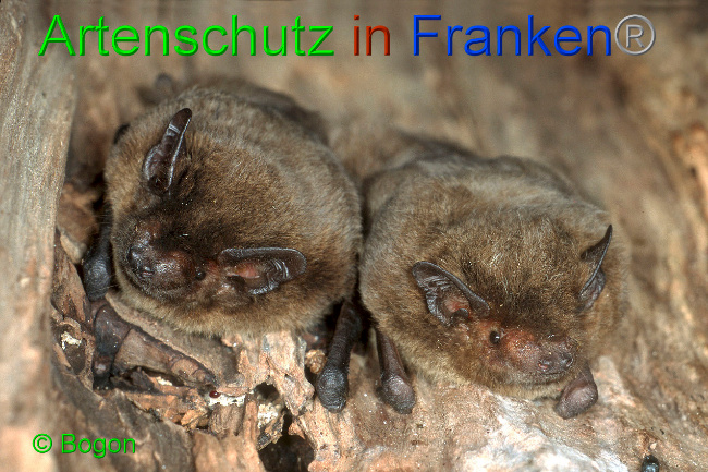 © Artenschutz in Franken® / Bogon Bild zum Eintrag (1033597-160)