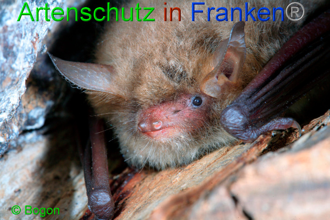 © Artenschutz in Franken® / Bogon Bild zum Eintrag (1033606-160)