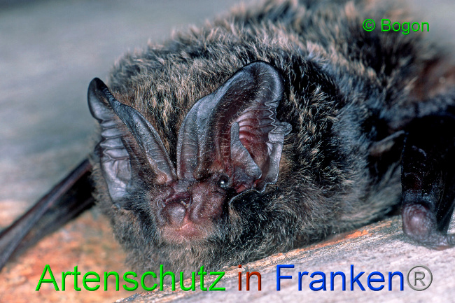 © Artenschutz in Franken® / Bogon Bild zum Eintrag (1033611-160)