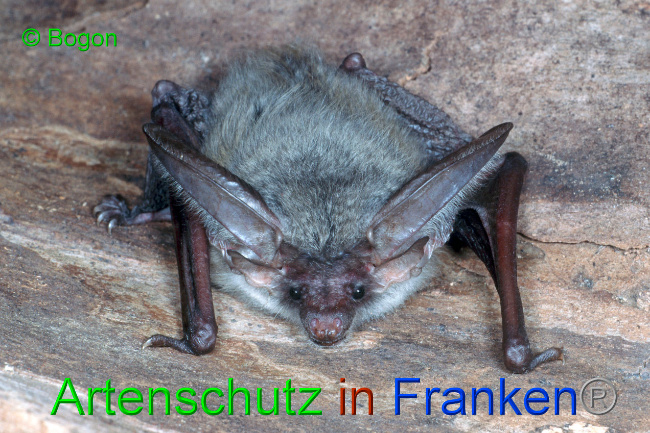 © Artenschutz in Franken® / Bogon Bild zum Eintrag (1033614-160)
