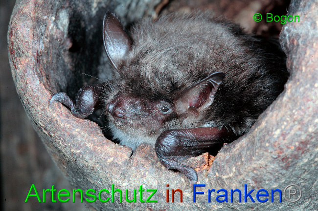 © Artenschutz in Franken® / Bogon Bild zum Eintrag (1033624-160)