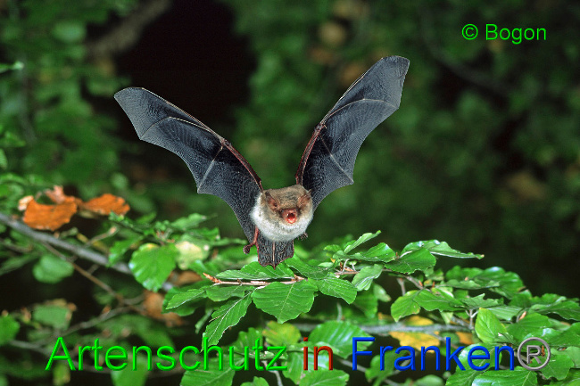 © Artenschutz in Franken® / Bogon Bild zum Eintrag (1033631-160)