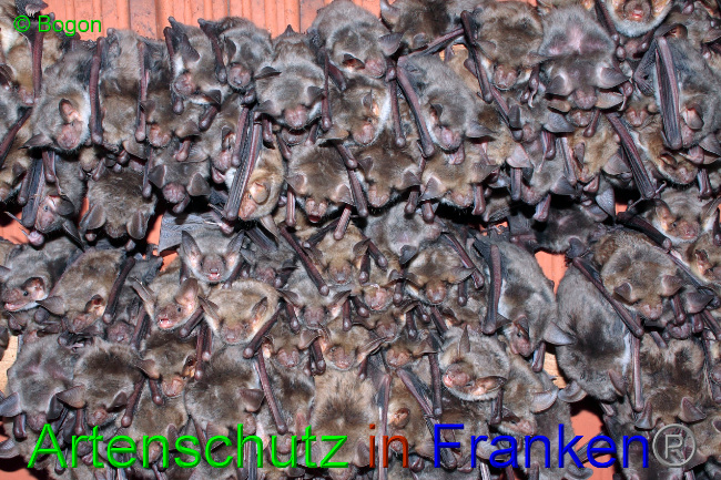 © Artenschutz in Franken® / Bogon Bild zum Eintrag (1033635-160)