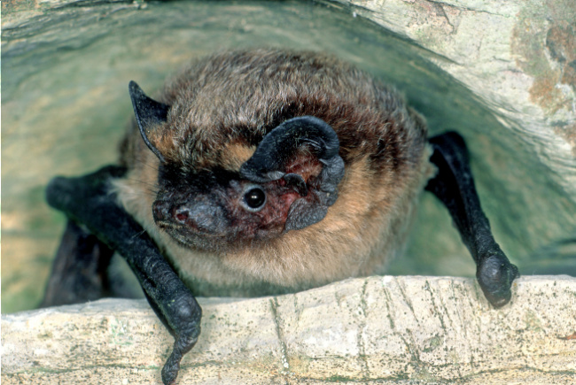 © Artenschutz in Franken® / Bogon Bild zum Eintrag (1033637-160)