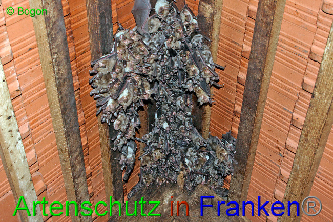 © Artenschutz in Franken® / Bogon Bild zum Eintrag (1033639-160)